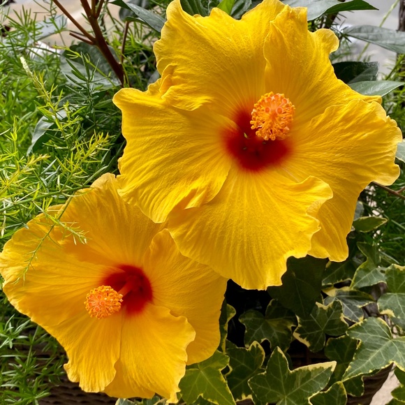 Meet your Posher, A - Picture 2 of 2